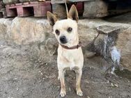 Cooler Chihuahua Bellino sucht# - Essen