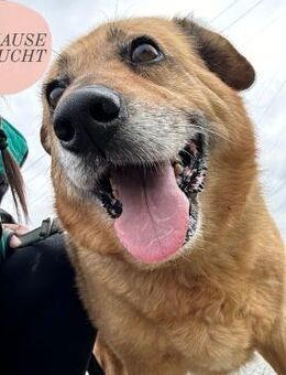 Liebe BONI möchte endlich aus dem TH ❤️ - Saarbrücken