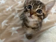EHK-Bengal Kitten - Berlin