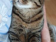💛Freundliche Mieze Pufi 🐾 - Eislingen (Fils)