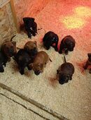 8 traumhafte Welpen - Dobermann/Cane Corso/Rhodesian Ridgeback/American Pitty in 18516