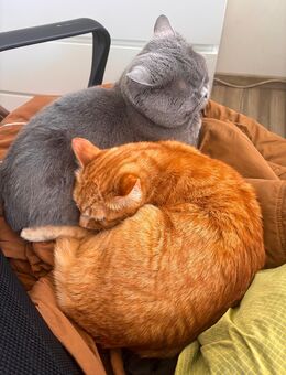 1 Katze und 1 Kater in liebevolle Hände abzugeben - Brilon