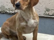 Taia wartet im Tierheim - Köln