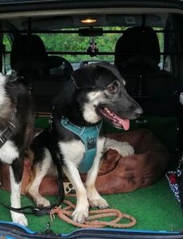 🐶💧 Liebe Hündin Sora 💧🐶 - Eislingen (Fils)