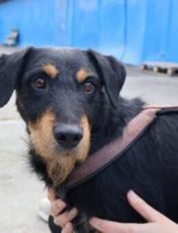 Dringend Pflegestelle für Dusty gesucht! - München