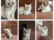 BKH Kitten - Kraichtal