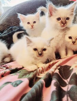 Heilige birma kitten - Overath