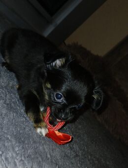 Noch 1 Mini Chiuhuahua welpen langhaar rüde - Bad Kissingen Zentrum