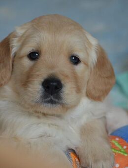 Bezaubernde Golden Retriever Welpen suchen ein neues Zuhause - Röttenbach (Landkreis Erlangen-Höchstadt)