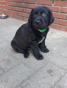 Mischlingswelpen Bordercollie/kl. Münsterländer - Carlow