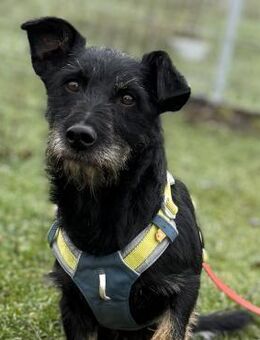 Buddy sucht seine Herzensmenschen - Kleinostheim