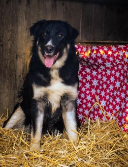 Unser großer Hof- und Haushund Mischling Tyson 60 cm groß, ca 9 Monate alt , sehr menschenbezogen , freundlich - Angern