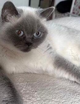 BKH Blue Point Mädchen/Dame - Dortmund