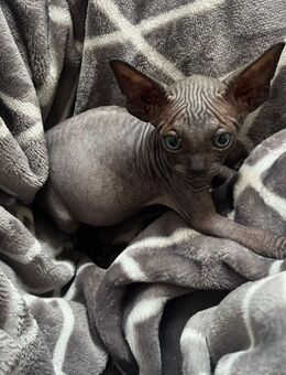 Canadian Sphynx Kitten Junge - Köln Zentrum