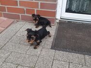 Kleine süße Yorkshire terrier zuverkaufen - Papenburg