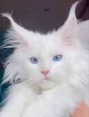 Maine coon Kitten mit blauen Augen in 80809