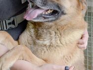 Zdravko cooler Hundebursche - Obertshausen