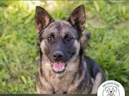 Chip 230829: Hundekind sucht ein Zuhause - Kirchzell