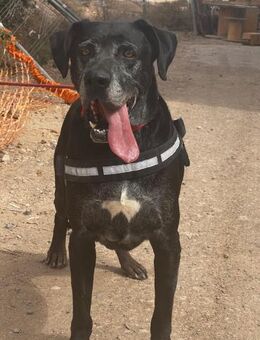 Thor sucht ein Zuhause - Vechelde
