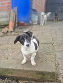 Rambo sucht noch sein zuhause in 41372