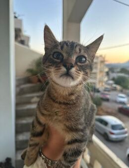 Benny aus dem Tierschutz - Grevenbroich