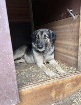 Zuhause/Pflegestelle gesucht für Linus - Miesbach