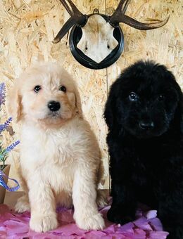Labradoodle Prinz und Prinzessin - Leipzig