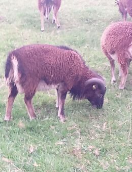 Soay Schafe zu verkaufen - Xanten