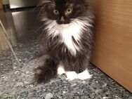 Norwegische Waldkatze Kitten - Treuchtlingen