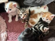 Kitten suchen zuhause - Marpingen