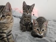 Deutsche Getiegerte Katzen Kitten 4 Monate Alt Cats Abzugeben - Lüneburg