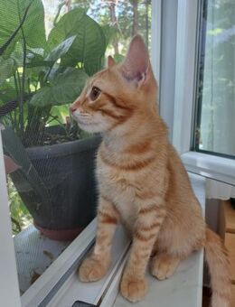 🧡Verspielter Jungkater Pumpkin🧡 - Eislingen (Fils)