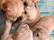 Golden Retriever Welpen - Bastheim