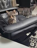 2 wunderschöne Kater ab sofort abzugeben! in 21035