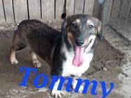 Tommy sucht einen Platz als Prinz - Waakirchen