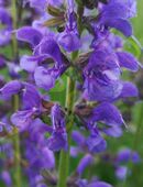 Wiesensalbei Samen wilder Salbei lila winterharte Salbeitee lila Blüten Bienenmagnet Wildpflanze Blumensamen insektenfreundlich Pflanzen säen Insekten garden Saatgut Biene Vatertag Deutsches Saatgut Samen Freunde Frühling Blumenwiese in 74629