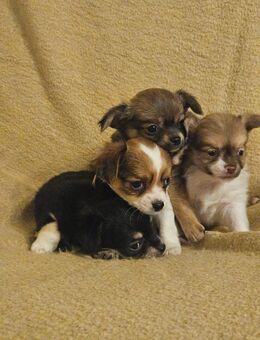 Liebe kleine Chihuahua Welpen zu vergeben - Emsdetten