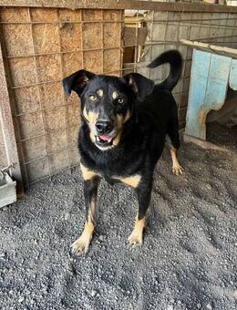 Barnie sitzt seit 6 Jahren im Shelter 🐾 - Elsdorf (Nordrhein-Westfalen)