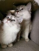 RAGDOLL KITTEN/Geschwistern in 97469