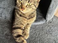 Katze sucht dringend neues Zuhause - Brakel