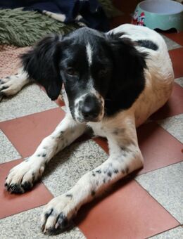 Gaby, a.d.Tierschutz, sucht Happy-Home - Krauschwitz