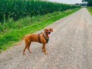 Rhodesian Ridgeback - Steinfeld (Oldenburg)