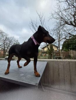 🌸 Flora sucht ihr Für-Immer-Zuhause! 🌸 - Freilassing
