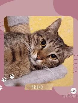 Kater Ronny wartet auf seine Familie - Lalendorf