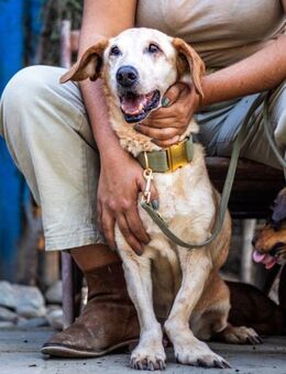 Zsömi, ruhiger Senior, ca. 15 Jahre - Vaterstetten