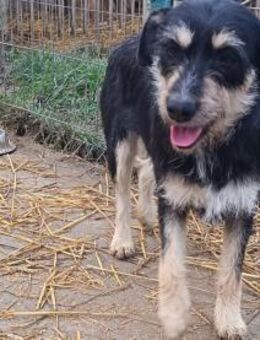 Lolita sucht ihr Zuhause für immer - Olsberg