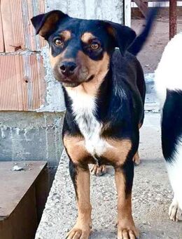 Hündin Amila sucht liebe Menschen - Neuhausen (Fildern)