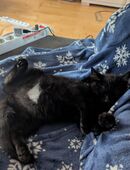 Hallo, ich bin Krümel in 17094