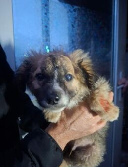 Findus möchte eine Happy - End Story - Celle