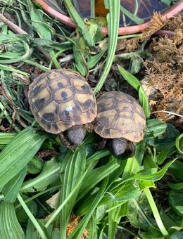 Griechische Landschildkröten NZ 2024 - Vilsbiburg